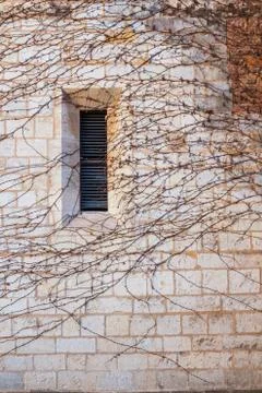 Stone wall of a medieval castle with a window of ivy. Stock Photos