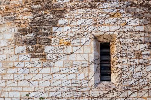 Stone wall of a medieval castle with a window of ivy. Stock Photos