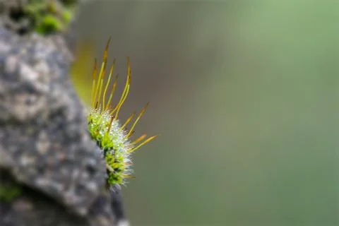 Stone wall moss Stock Photos