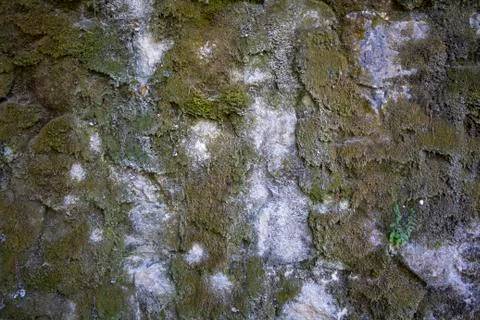 Stone wall with moss Stock Photos