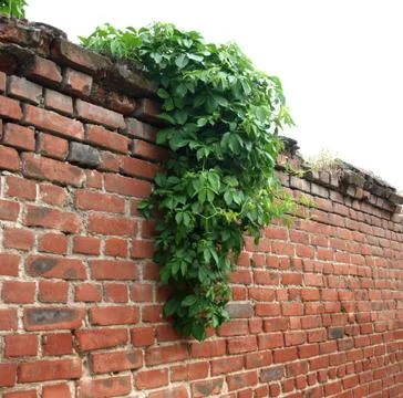 Stone wall of the old brick Stock Photos