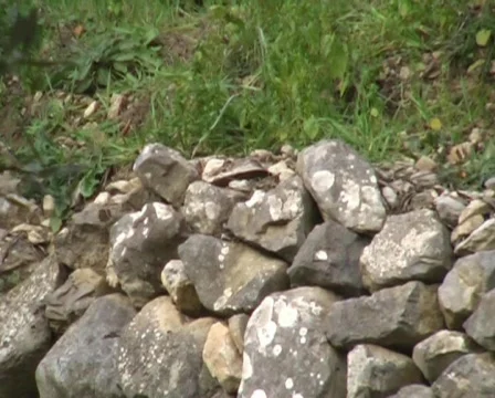 Stone wall - olive trees - zoom out Видео 63125