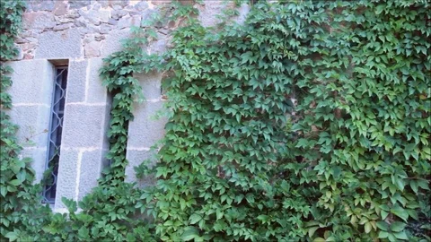 Stone wall overgrown with ivy Stock Footage 77862799