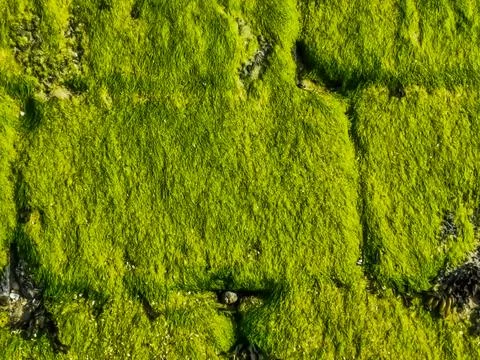 Stone wall pattern covered in green seaweed, coastal nature background patter Stock Photos