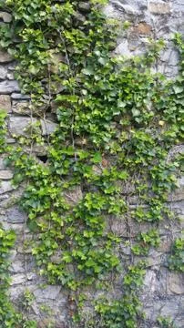 Stone wall Stock Photos