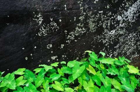 Stone wall with plants Stock Photos