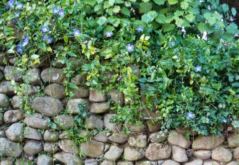Stone wall plants Stock Photos