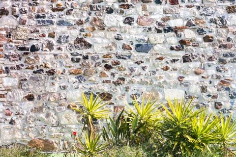 Stone wall with plants Stock Photos