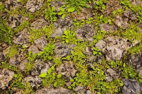 Stone wall with plants Stock Photos
