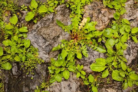 Stone wall with plants Stock Photos