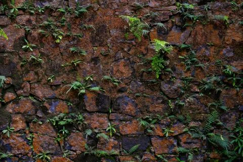 Stone wall with plants texture background Stock Photos