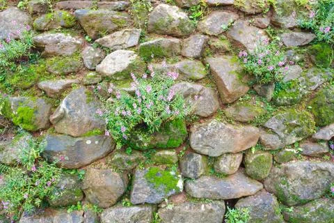 Stone wall with small flower Foto stock