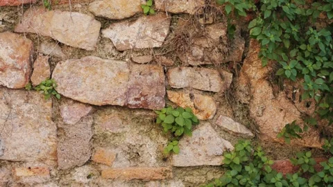 Stone wall surrounded by plants. Garden area flora. Stock Footage 307934460