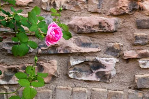Stone wall texture background with beautiful rose Stock Photos
