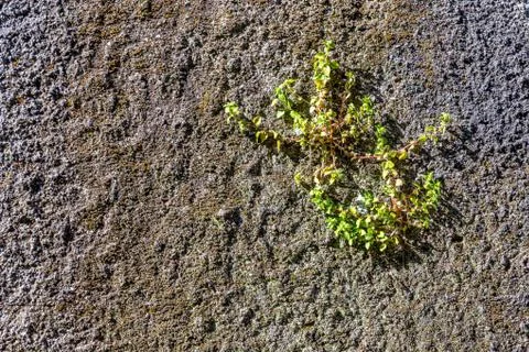 Stone wall texture background Stock Photos