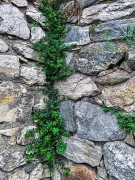 Stone wall texture. Old castle. Part of a large stone for background or texture Stock Photos