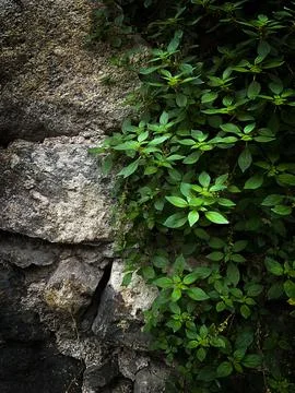 Stone wall texture. Old castle stone wall texture background. Stone wall close Foto stock