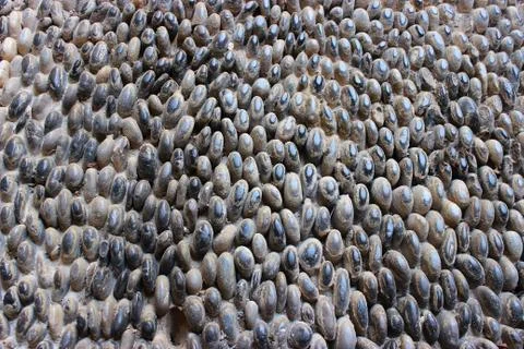 Stone wall texture, road made of small round and oval stones Stock Photos