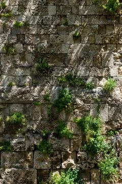 Stone wall that through time plants grow over it. Stock Photos
