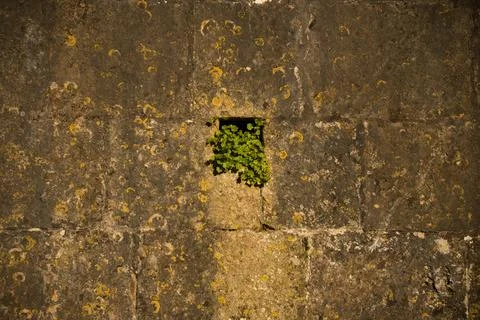 Stone wall, tiny square opening with vibrant green leaves emerging 1 Stock Photos