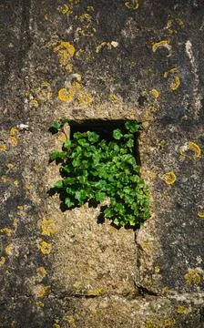 Stone wall, tiny square opening with vibrant green leaves emerging 6 Stock Photos
