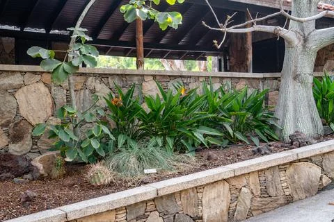 A stone wall with a tree and some plants growing on it Stock Photos