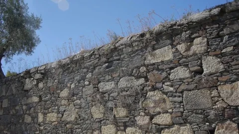 Stone wall with a tree. Stock Footage 80248804