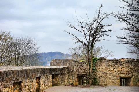 A stone wall with a tree growing out of it Foto stock