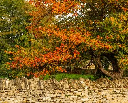 Stone wall with trees displaying vibrant red and orange autumn leaves, capt.. Stock Photos