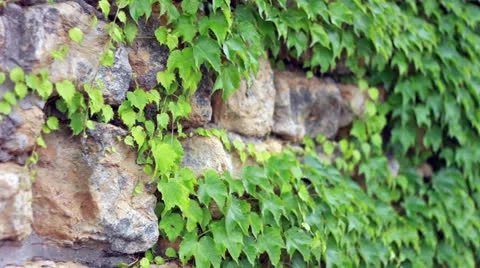 Stone Wall with Vines in the Wind Stock Footage 25193922