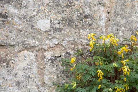 Stone wall with wild flower background Stock Photos