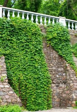Stone wall with wild grapes Stock Photos