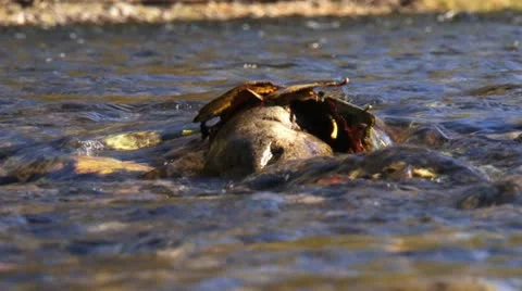 Stone washed by fast stream Vidéo 8950026