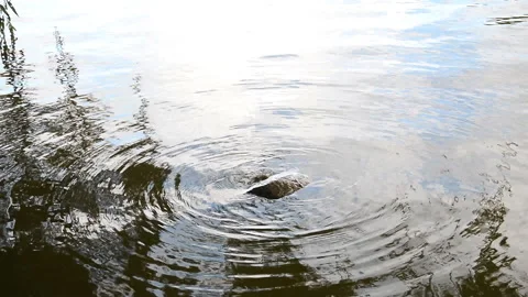 Stone in water background Stock Footage 95765405