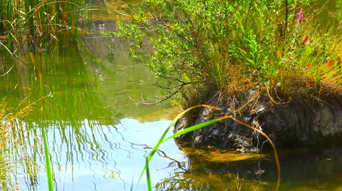 Stone in the water covered Stock Footage 65331927