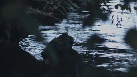 Stone in the water in the evening with reflection of trees in the water Stock Footage 131321772