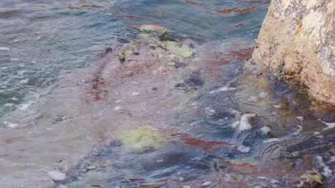 Stone in the water Stock Footage 165175731