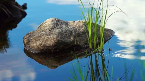 Stone in Water With Forest Reflecting in It Stock Footage 54962169