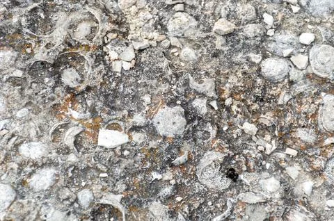 The stone on which the shells were now serves as a background Stock Photos
