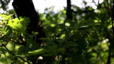 Stone Wood Hungary Stock Footage 76307152