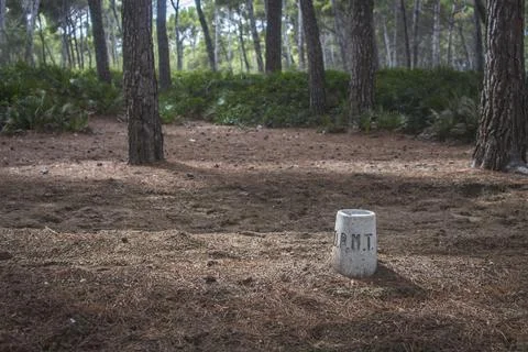 Stone in Woods Stock Photos
