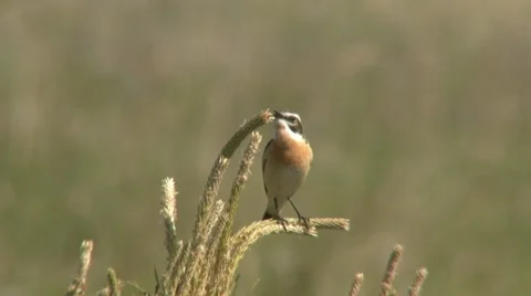 Stonecha Video stock 18184172