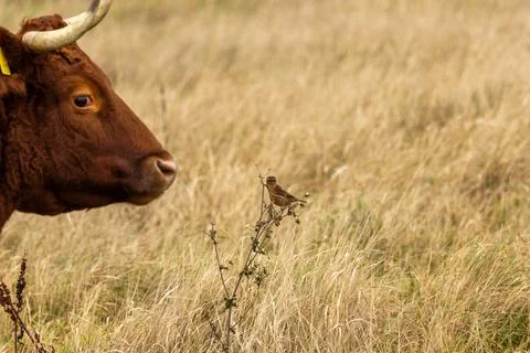 Stonechat and a cow 库存照片