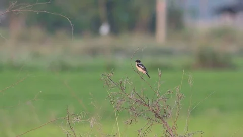 Stonechat bird cleaning its body Stock Footage 73369205