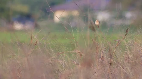 Stonechat bird cleaning its wing on the weed branch Stock Footage 72394778