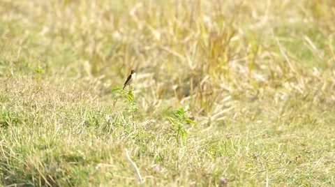 Stonechat bird finding  food Stock Footage 48348249
