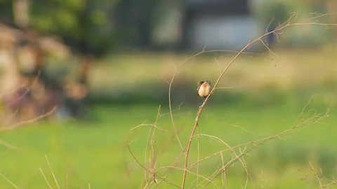 Stonechat bird flying and returning on the tree branch Stock Footage 72941614