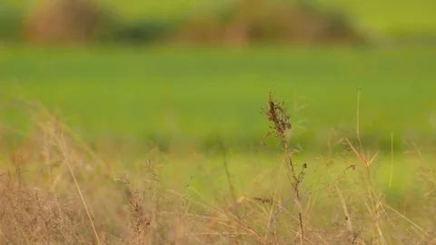 Stonechat bird flying around in the field Stock Footage 72393101