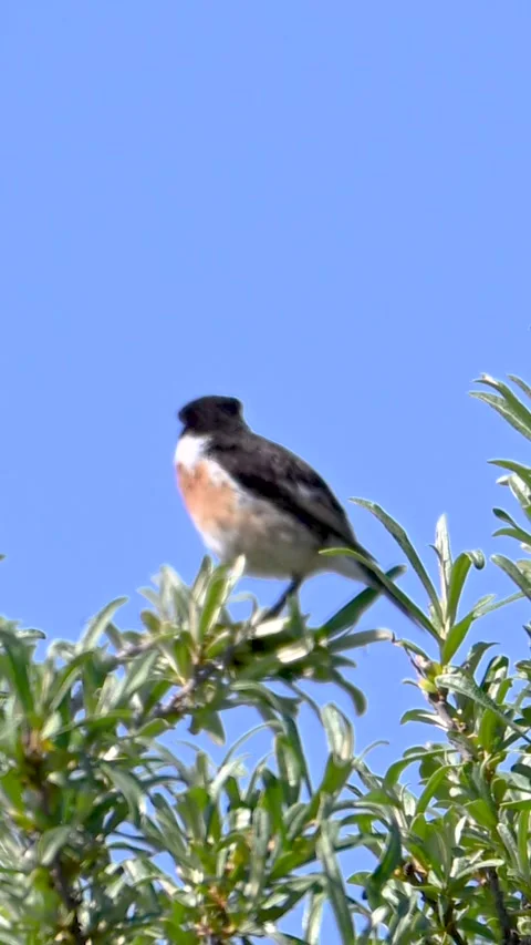Stonechat bird Stock Footage 333974170