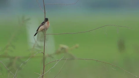 Stonechat bird jumping from the plant shoot Stock Footage 73369277